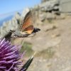 MORO SPHINX. Papillon colibri butinant, à Fay aux Loges. Alan CROCHET